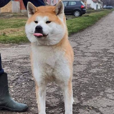 Akita Inu, enka Aiko na poklon